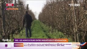 Gel: les agriculteurs entre inquiétude et résignation 