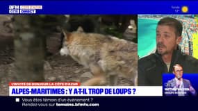 Les attaques de loups en hausse dans les exploitations d'Alpes-Maritimes