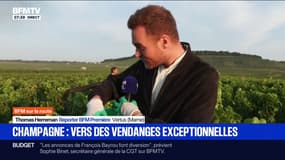 "Cette année, on a été bien servi": vers des vendanges exceptionnelles en Champagne