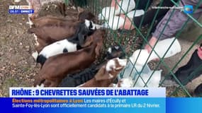 Sainte-Colombe: 9 chevrettes sauvées de l'abattage