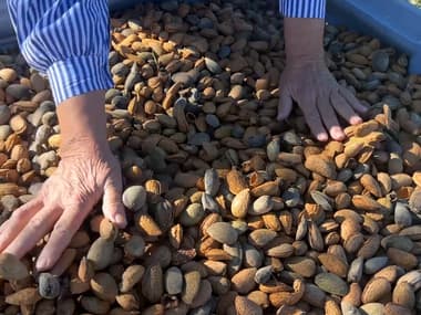 L'amande de Provence, un produit d'exception 
