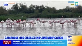 Camargue : les oiseaux en pleine nidification