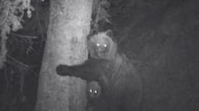Une oursonne des Pyrénées et son petit observés grâce à des jumelles spéciales à vision nocturne.