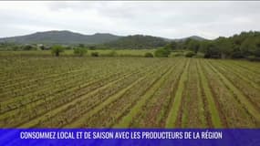 À la découverte des vins de Provence, au domaine Les Fouques