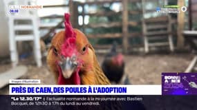 Calvados: près de Caen, des poules à l'adoption