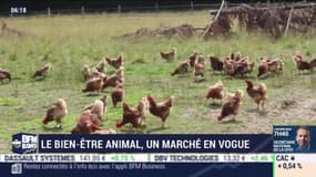 La France qui bouge : Le bien-être animal, un marché en vogue - 26/11