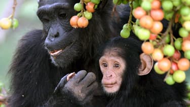 [PDF] Lecole des chimpanzes ce quils nous apprennent sur lhomme