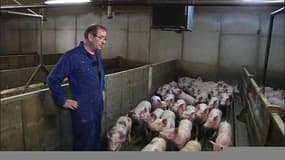 Crise porcine: la suspension des cotations a provoqué l’engorgement des élevages