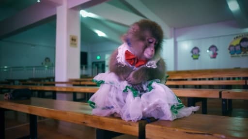 Un macaque tend sa patte vers son entraîneur, dans l'école de dressage du zoo de Dongying, dans la province chinoise du Shandong, le 26 janvier 2016