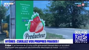 Hyères: cueillez vos propres fraises