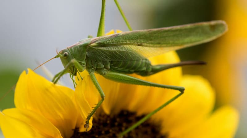 Une sauterelle sur un tournesol, à Fribourg en Allemagne, le 20 juillet 2017. - Patrick Seeger - dpa - AFP