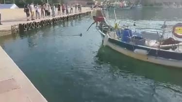 C'est devant un public en partie horrifié que le pêcheur professionnel n'a laissé aucune chance au marlin qui croisait dans les eaux du port de Saint-Mandrier.