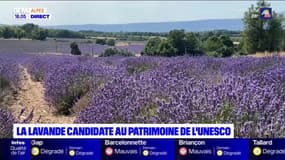 La lavande est candidate au patrimoine mondial de l'Unesco