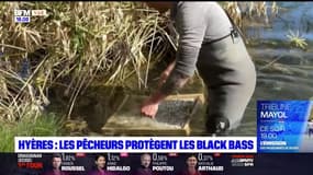 À Hyères, des pêcheurs bénévoles se rassemblent pour prendre soin de l'espace naturel du black bass