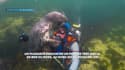 Séances de câlins entre un phoque et un plongeur en Mer du Nord
