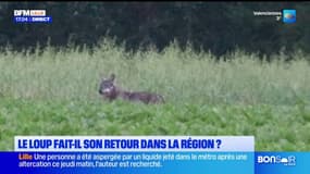 Hauts-de-France: le loup est-il de retour dans la région? 