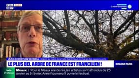 Le plus bel arbre de France à La Celle-Saint-Cloud: la commune "fière" de ce prix