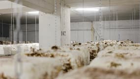 champignon