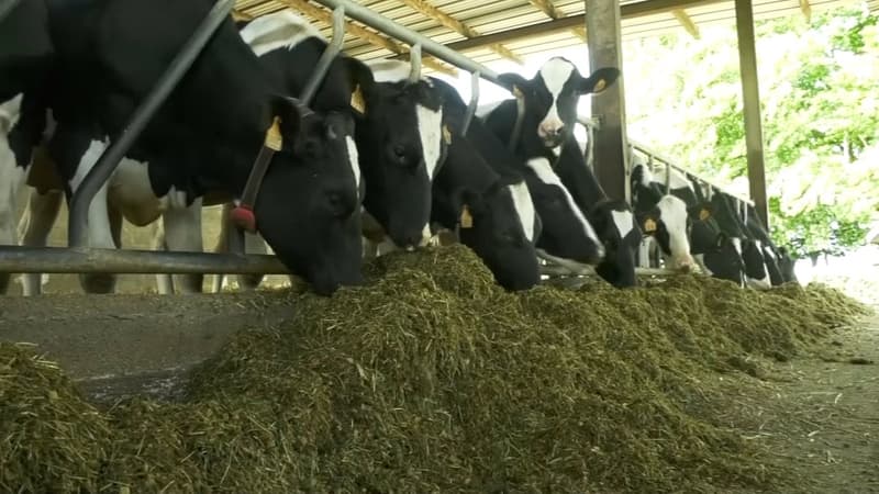 Des vaches dans une exploitation normande (Photo d'illustration).