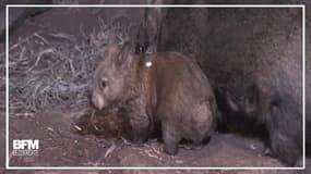 Découvrez ce petit wombat, présenté au zoo de Brookfield