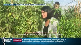 Le bien être de ces salariés passe par un poulailler et une serre de fruits et légumes bio !
