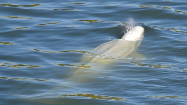 Un béluga, repéré dans la Seine, nage près d'une écluse, à 70 km de Paris, le 5 août 2022 dans l'Eure