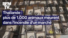 Thaïlande: plus de 1.000 animaux exotiques meurent dans l'incendie d'un marché