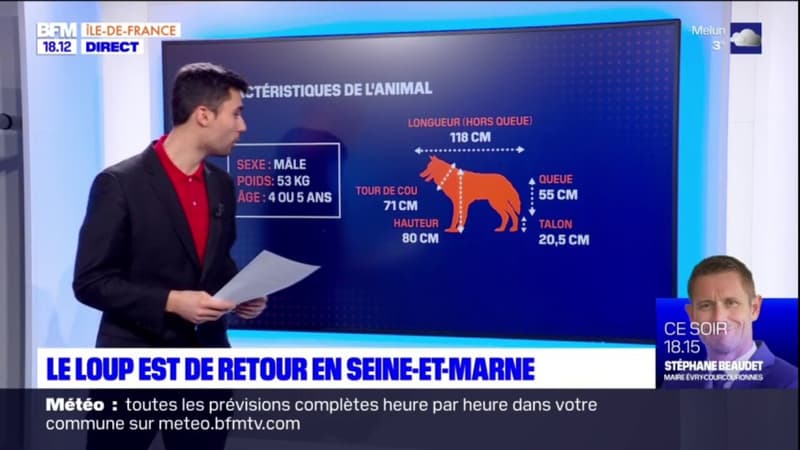 Seine-et-Marne: le loup est de retour dans le département