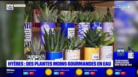 Planète locale du lundi 6 février 2023 - Hyères : des plantes moins gourmandes en eau