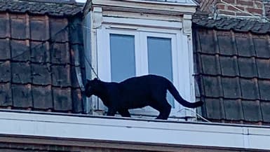 Une panthère noire sur les toits d'Armentières (Nord) le 18 septembre 2019.