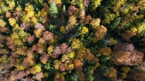 Une vue aérienne de la forêt de Bastelica (Corse-du-Sud), le 26 octobre 2021.