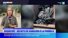 Roquefort-la-Bédoule : Des déchets de sangliers retrouvés à la poubelle !