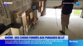 Dans le Rhône, des chiens formés à détecter les punaises de lit