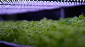 Les salades de la marque Simpl appartenant à Carrefour sont rappelées.