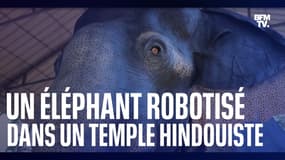 Un éléphant robotisé dans un temple hindou contre la maltraitance animale en Inde 