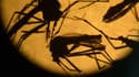 Le moustique aedes aegypti, vecteur du virus Zika, photographié par un laboratoire de l'université du Salvador.