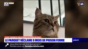 Nice: huit mois de prison ferme ont été requis contre l'homme accusé d'avoir traîné son chat attaché à un vélo