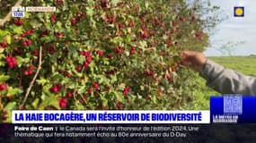 Biodiversité: la métropole de Rouen récompensée pour ses actions de préservation et de restauration du patrimoine forestier