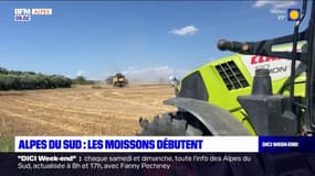 Alpes du Sud: les moissons débutent