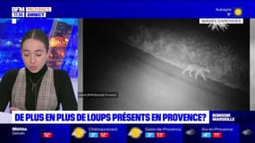 Provence: est-ce qu'il y a de plus en plus de loups dans la région?