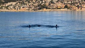 Trois nageurs, anciens aquaphobes, s'entraînant au large de Saint-Jean-Cap-Ferrat (Alpes-Maritimes), le lundi 17 mars 2025.