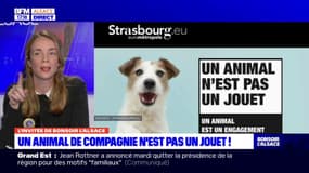 Strasbourg: un animal n'est pas un jouet!