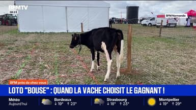 "Loto bouse": quand les vaches choisissent les gagnants grâce à leurs bouses