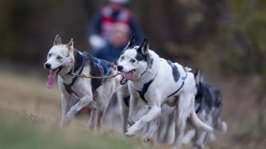 Les chiens sont des chiens de traîneaux.