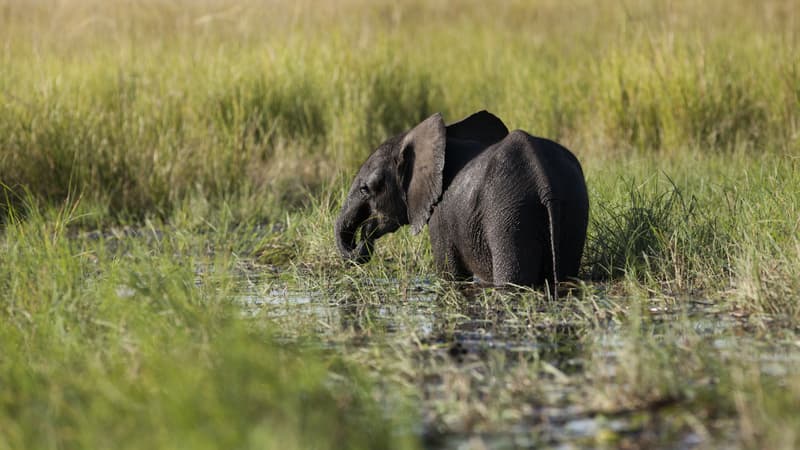 Un jeune éléphant dans le parc national de Chobe, au Botswana, le 26 mars 2015. (Photo d'illustration)