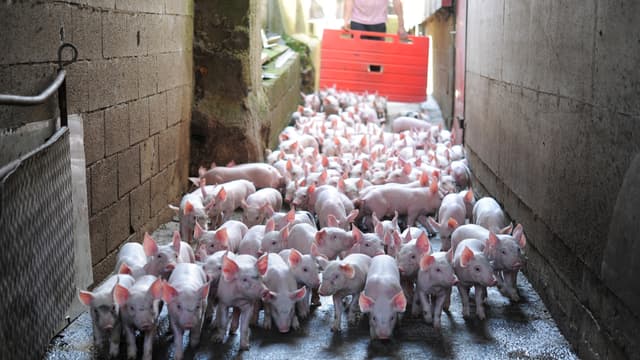 Les Bonnets roses dénoncent la chute drastique des prix payés aux éleveurs de porcs bretons. (Photo d'illustration)