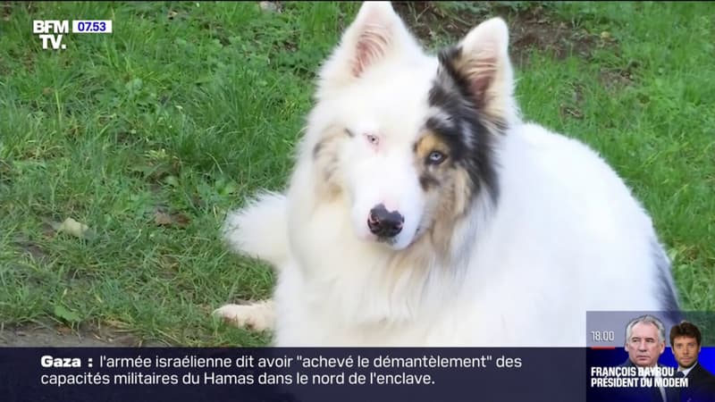 Le maire de Poses, dans l'Eure, a pris un arrêté contre les nuisances causées... par les aboiements de chiens