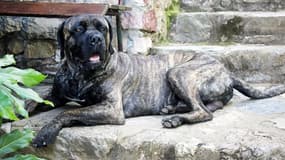 L'homme, âgé de 29 ans et&nbsp;sous l'emprise d'alcool et de drogues, s'en est pris au canidé, un Cane Corso de 11 ans répondant au nom de Alien,&nbsp;pendant sa promenade du soir, samedi&nbsp;à Torreilles. 