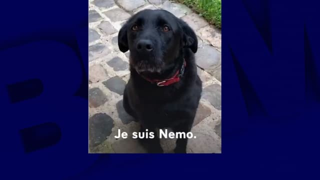 Nemo, le chien des Macron mis en scène sur les réseaux sociaux.