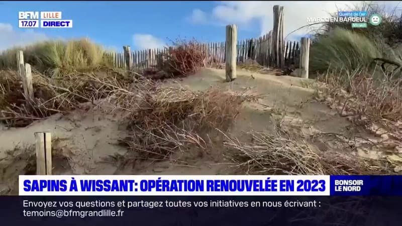Pas-de-Calais: Wissant renouvelle son opération "Un sapin pour ma dune"